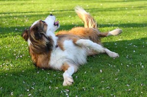 Border Collie Roll Over Trick Training