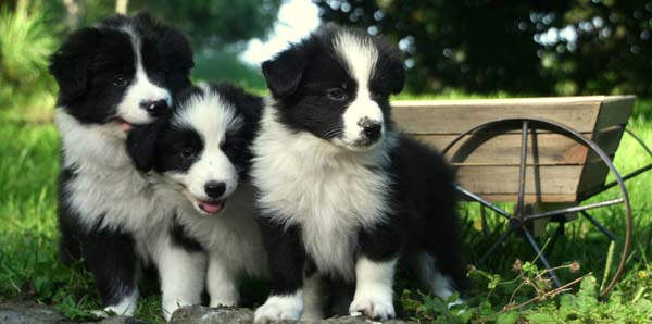 free border collie puppies