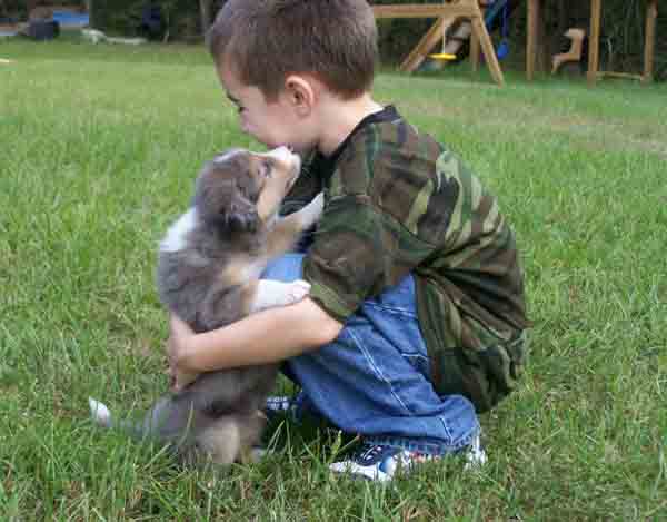 Border Collies And Children Are They Good With Them