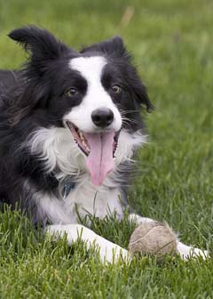Selecting and Training a Border Collie Puppy - PetHelpful